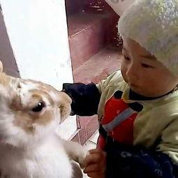 小兔baby.吃瓜,小兔Baby的瓜田奇遇记