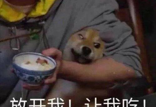 羊吃瓜吗,揭秘羊吃瓜的奇妙现象