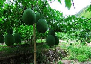 吊瓜树吊瓜怎么吃,吊瓜树吊瓜的多样食法探索